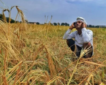 emousam Barish Se Kisano Par Sankat
