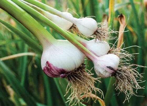 Lahsun Ki Kheti Kaise Kare?