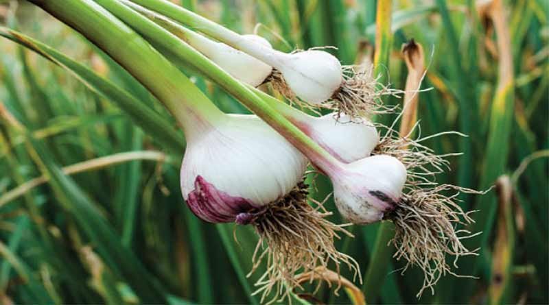 Lahsun Ki Kheti Kaise Kare? लहसुन की खेती कैसे करे ?  किस्मों और रोपण से लेकर कटाई तक