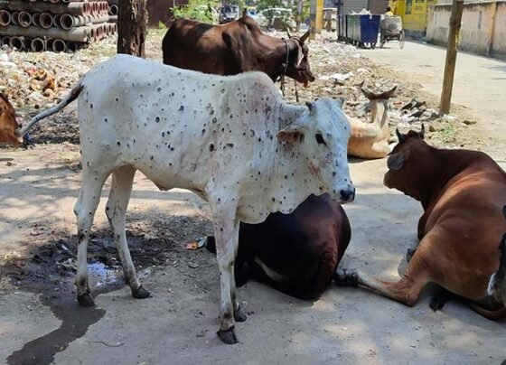 Pashuo Par Bada Lampi Virious Ka Nivaran Kaise Kare?: