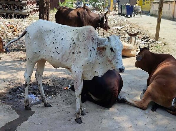 Pashuo Par Bada Lampi Virious Ka Nivaran Kaise Kare?: