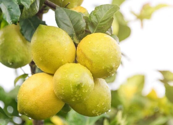 Rajasthan Me Mahnga Bik Rha Nimbu