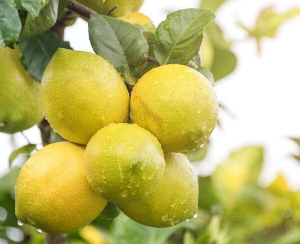 Rajasthan Me Mahnga Bik Rha Nimbu