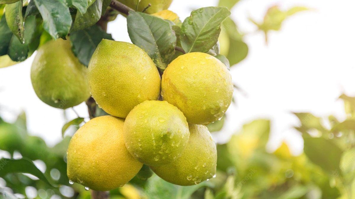 Rajasthan Me Mahnga Bik Rha Nimbu, 12000 Rupye Kwintal Hua Rate.. Jaane Hariyana, Telngaana Me Kya Hai Bhav  राजस्थान में महंगा बिक रहा नींबू, 12000 रुपये क्विंटल हुआ रेट.. जानें हरियाणा, तेलंगाना में क्या है भाव