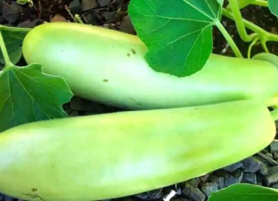 Kab Or Kaise Louki Ki Kheti