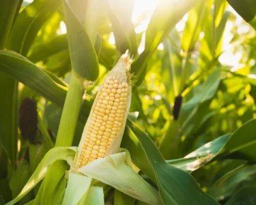 Makka Ki Unnat Kismo Ki Kheti Kar Paay Achaa Munafa