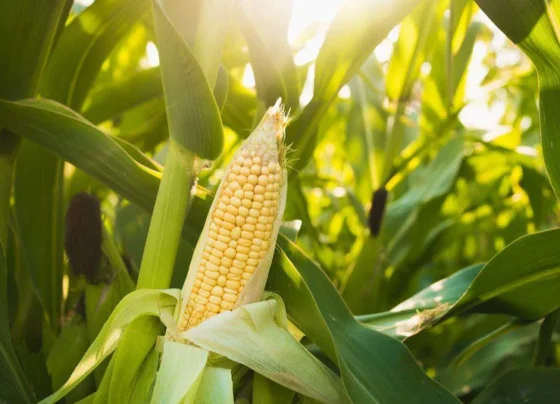 Makka Ki Unnat Kismo Ki Kheti Kar Paay Achaa Munafa