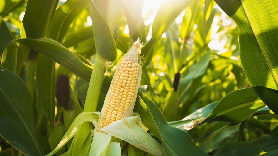 Makka Ki Unnat Kismo Ki Kheti Kar Paay Achaa Munafa मक्का संस्थान के वैज्ञानिकों की सलाह: उन्नत किस्में अपनाकर पाएं प्रति एकड़ 220 क्विंटल तक उत्पादन
