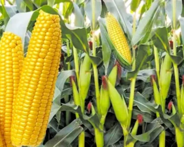 March Me Makka Fasal Pr Mandra Rha Khatra