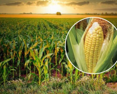 Konsi Makka Fasal Se Kisano Ko Munafa