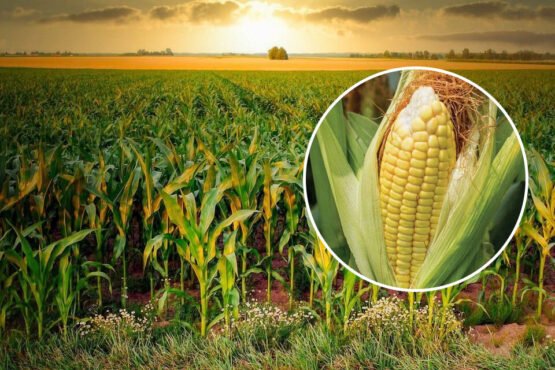 Konsi Makka Fasal Se Kisano Ko Munafa