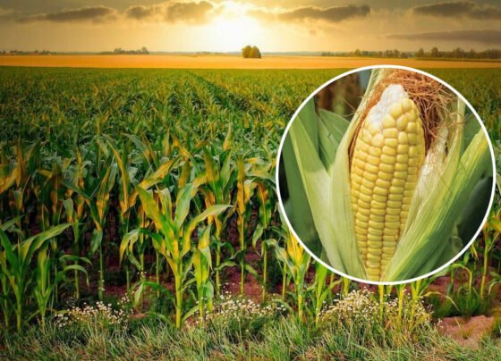 Konsi Makka Fasal Se Kisano Ko Munafa