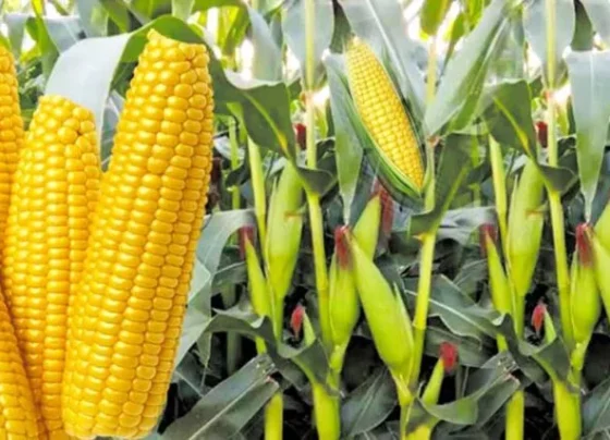 Gehu Ki Ktai Ke Baad Khali Naa Chode Khet