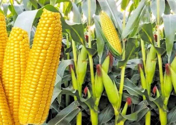 Gehu Ki Ktai Ke Baad Khali Naa Chode Khet