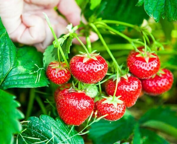 Strawberry Ki Kheti Kese Kare
