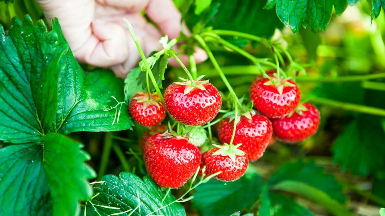Strawberry Ki Kheti Kese Kare स्ट्रॉबेरी की खेती कैसे करें और सरकार से सब्सिडी कैसे लें – पूरी जानकारी