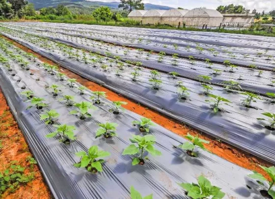 Jevik Mulching Kya Hoti Hain?