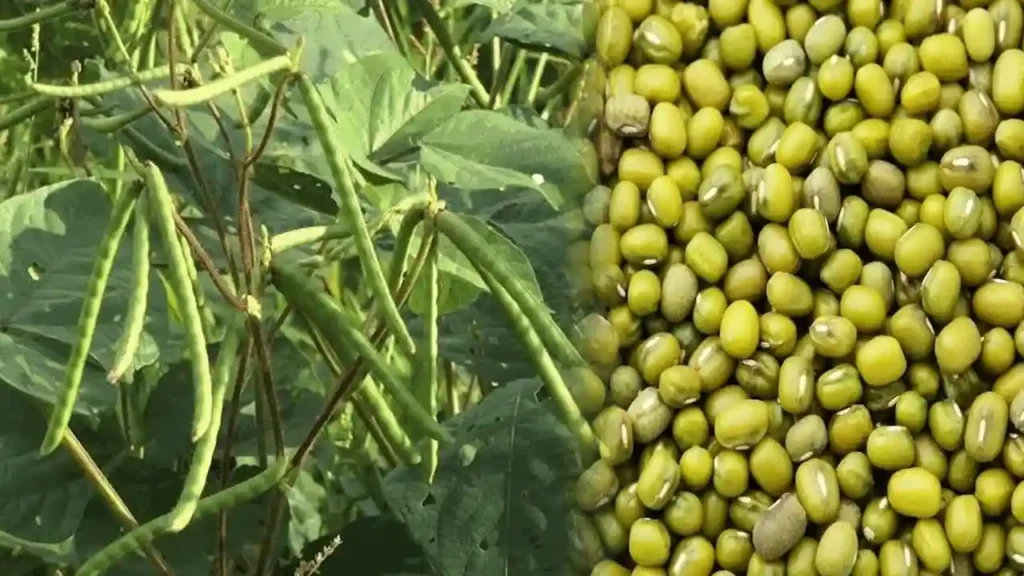 Aalu ki khudai k baad kisan khali na chode khet,kare mung ki kheti