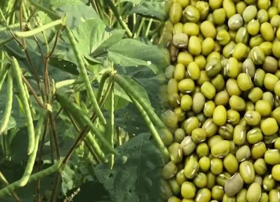 Aalu ki khudai k baad kisan khali na chode khet,kare mung ki kheti
