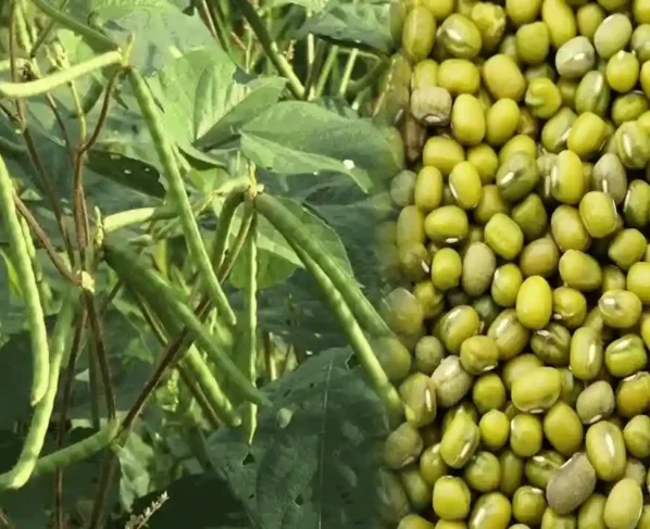 Aalu ki khudai k baad kisan khali na chode khet,kare mung ki kheti