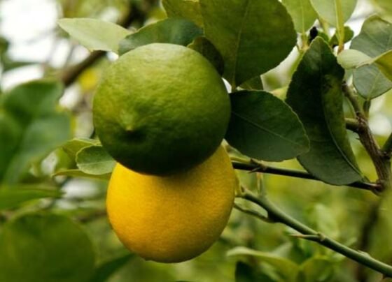 March Me Nimbu Ke Baag Ka Kaise Rakhe Dhyan !