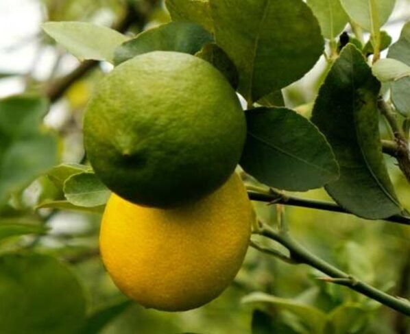 March Me Nimbu Ke Baag Ka Kaise Rakhe Dhyan !