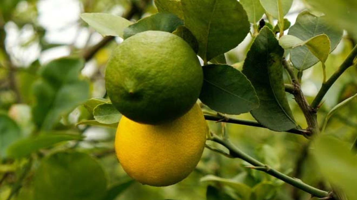  मार्च में नींबू के बाग का कैसे रखे ध्यान ! वरना झड़ जाएंगे फल, पढ़ें एक्सपर्ट के टिप्स March Me Nimbu Ke Baag Ka Kaise Rakhe Dhyan ! Varna jhad Jaayege fal , Padhe Expert ke Tips