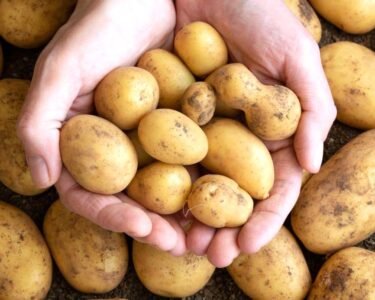 Aalu Ki Lagat Se Kam Mili Bikri