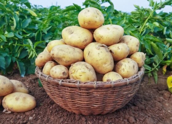 Punjab Se Sasta Aalu Hariyana Me