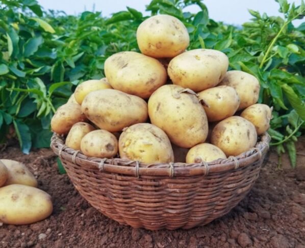 Punjab Se Sasta Aalu Hariyana Me