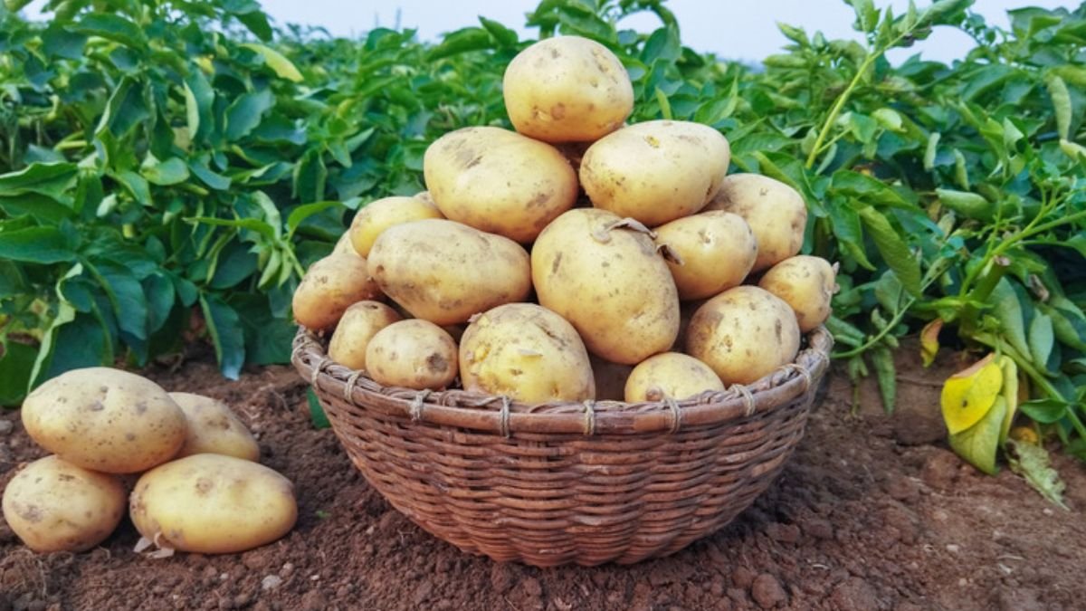 Punjab Se Sasta Aalu Hariyana Me, Girkar 250 Rupye Kwintal Hua Rate.. Jaane UP,Bihar Ka Haal पंजाब से सस्ता आलू हरियाणा में, गिरकर 250 रुपये क्विंटल हुआ रेट.. जानें यूपी, बिहार का हाल