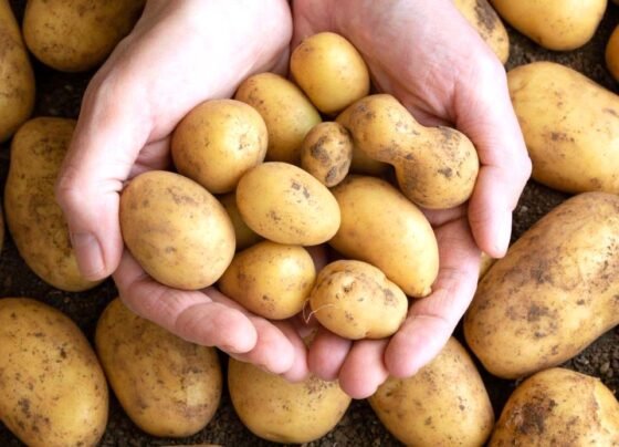 Aalu Ki Lagat Se Kam Mili Bikri