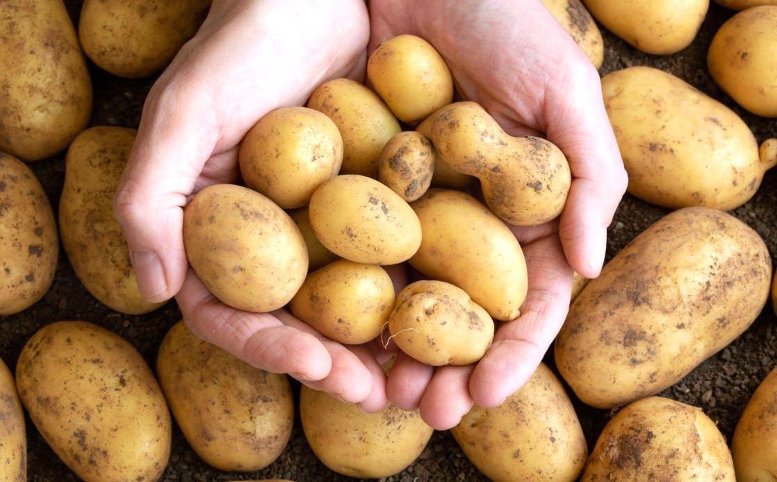 Aalu Ki Lagat Se Kam Mili Bikri, Kaise Chlega Anndata Ka Ghar आलू की लागत से कम मिली बिक्र, कैसे चलेगा अन्नदाता का घर  