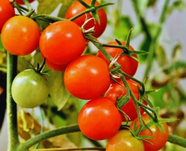 Tamatar Ki Kheti Se Kaise Milega Jyada Fayada?
