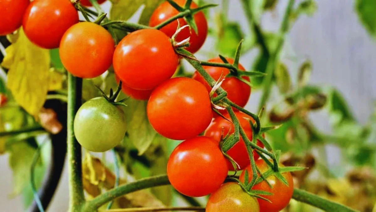 टमाटर की खेती से कैसे मिलेगा ज्यादा फायदा? वैज्ञानिकों द्वारा बताए नए तरीके Tamatar Ki Kheti Se Kaise Milega Jyada Fayada? Vegyaniko Dvara Bataye Naye tarike