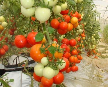 Tamatar Me Ful Aate Hi Jad Rahe Hain