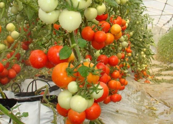 Tamatar Me Ful Aate Hi Jad Rahe Hain