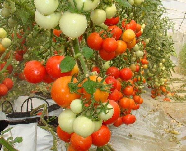Tamatar Me Ful Aate Hi Jad Rahe Hain