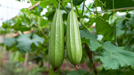 मार्च में तोरई की खेती कैसे करे , किसानों को मिल सकता है अच्छा मुनाफा, 50 दिनों में तैयार हो जाती है फसल March Me Torai Ki Kheti Kaise Kare, Kisano Ko Mil Sakta Hai Accha Munafa , 50 Dino ,Me Taiyar Ho Jaati Hai Fasal