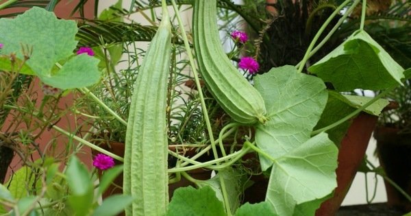 Torai Ki Kheti Me Apnaay Ye Tips,Kam Lagat Me Hogi Achi Pedawaar तोरई की खेती में अपनाएं ये टिप्स – कम लागत में होगी बम्पर  पैदावार