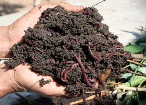 Varmi Compost Khaad Banaane Ki Vidhi