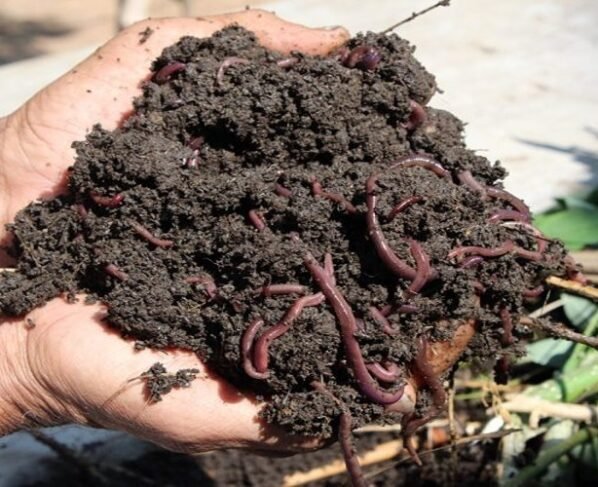 Varmi Compost Khaad Banaane Ki Vidhi