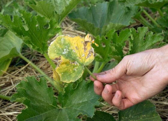 Zink Ki Kami Se Kamjor Ho Rhi Fasale