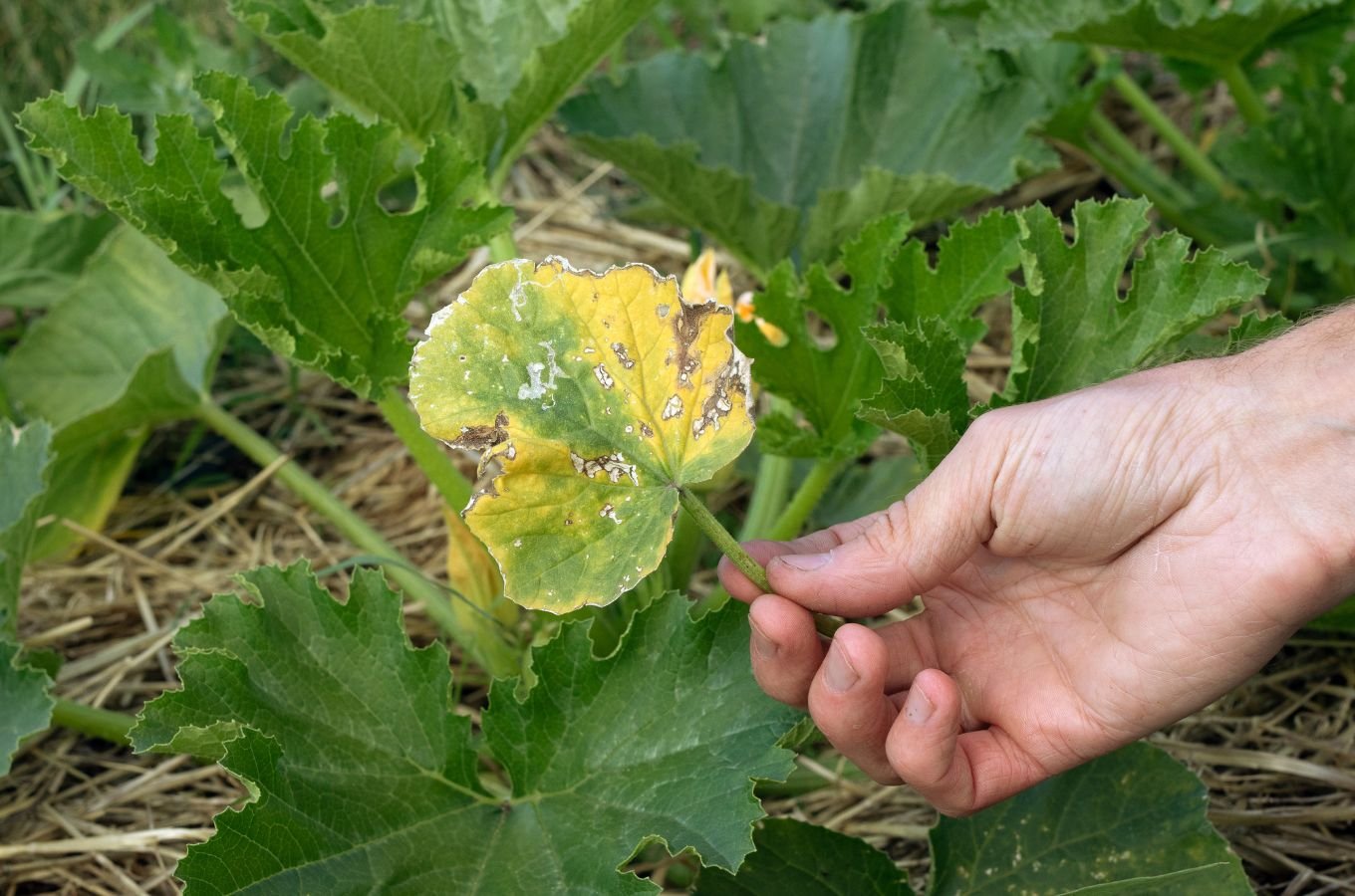 Zink Ki Kami Se Kamjor Ho Rhi Fasale , Jaaniye Kaise Badhegi Podhe Ki Growth Or Utpaadan जिंक की कमी से कमजोर हो रही फसलें, जानिए कैसे बढ़ेगी पौधों की ग्रोथ और उत्पादन