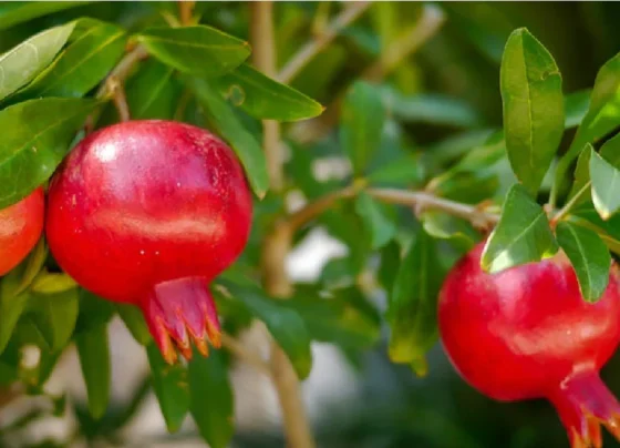 Anar Ki Kheti March Me Shuru Kare