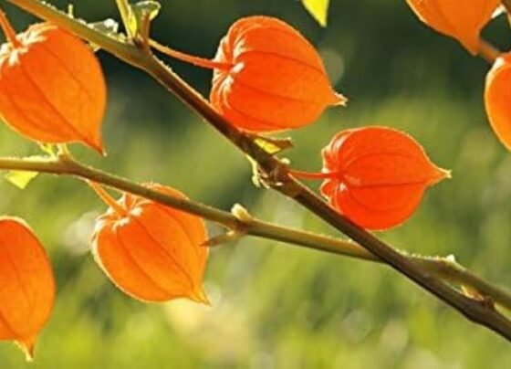 Ashwagandha Ki Kheti Kese Kare