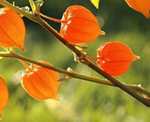 Ashwagandha Ki Kheti Kese Kare