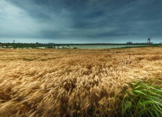 Barish Se Kheto Me Giri Fasal