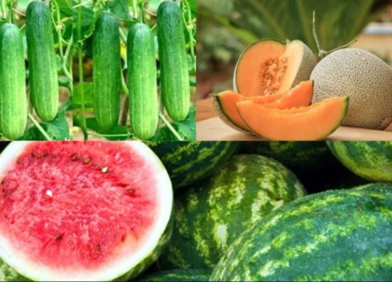 Sarso or aalu ke baad march me lgaye ye fasle, kam samay me hogi acchi kamai