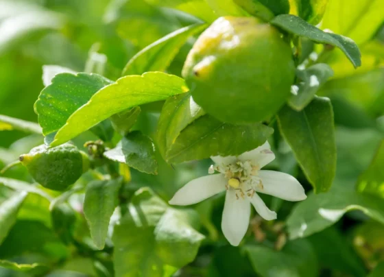 Nimbu K Phool Bar-Bar Jhad Rhe Hai?